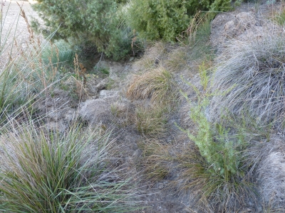 Fuente de Gamón - imagen 3