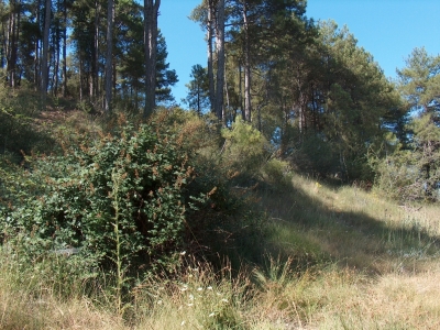 Fuente de la Sierra - imagen 5