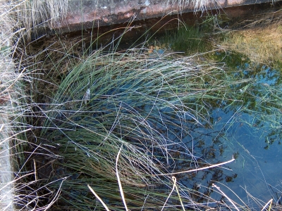 Fuente del Vallejo del Carril - imagen 4