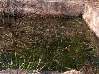 Fuente del Vallejo del Carril - imagen 5