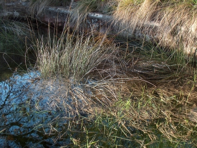 Fuente del Vallejo del Carril - imagen 6
