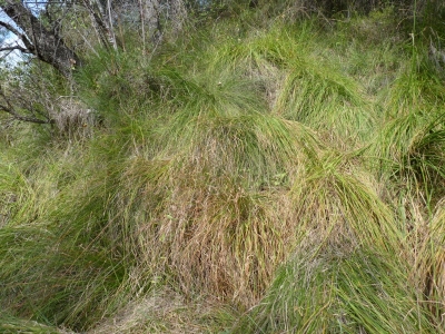 Manantial de Cañada Poyatos - imagen 1