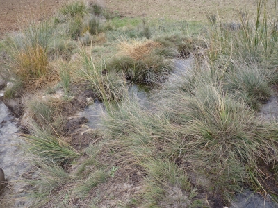 Manantial del Pozo de las Morcellas - imagen 2