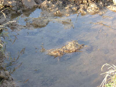 Fuente del Cubillo Predio - imagen 4