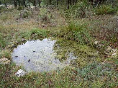 Fuente del Tejar - imagen 10