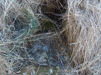 Fuente del Acebillo II - imagen 2