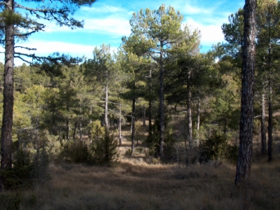 Fuente Galena - imagen 6