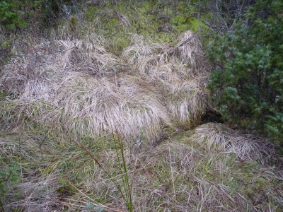Fuente la Labrailla - imagen 1
