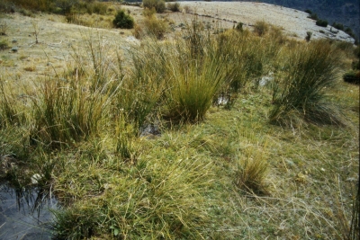 Fuente Miguel - imagen 2