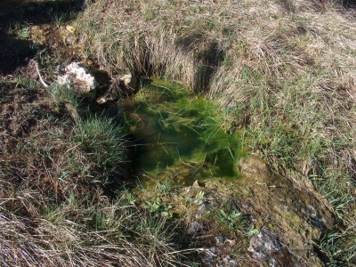 Fuente del Mosquito I - imagen 7