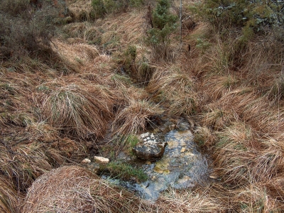 Fuente Pajar de Tendillo - imagen 2