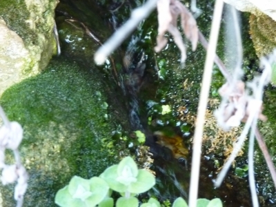 Fuente del Picón - imagen 2