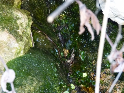 Fuente del Picón - imagen 3