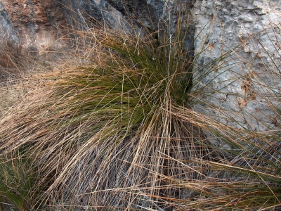 Fuente de la Solana de Cerro Nieto - imagen 1