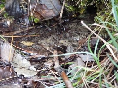 Manantial del Royo Domingo Martín - imagen 4