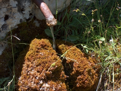 Fuente del Masegosillo - imagen 4