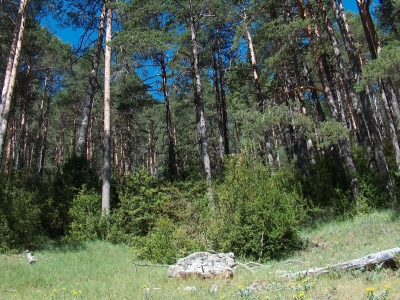 Fuente del Rincón de la Veredilla - imagen 6