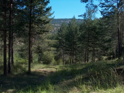 Fuente de la Veredilla - imagen 2