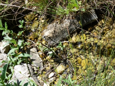 Fuente las Fuentecillas - imagen 3