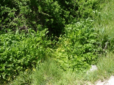 Fuente de los Rincones - imagen 3