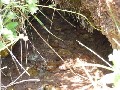 Fuente de la Canaleja - imagen 4