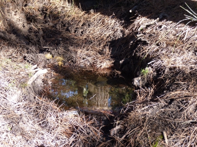 Fuente los Negrales - imagen 2