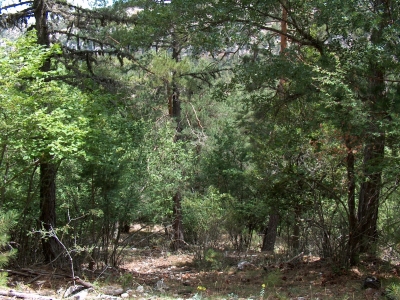 Fuente del Acebo - imagen 4