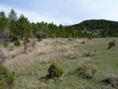 El Aguaerillo - imagen 6