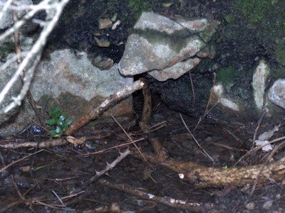 Fuente de la Cerca de Maza II - imagen 4
