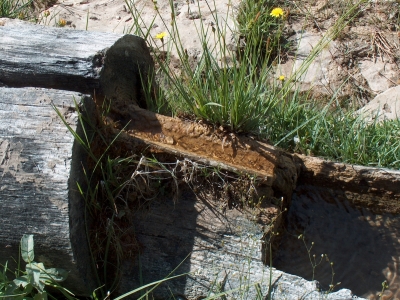Fuente del Chopar - imagen 5