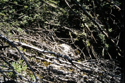 Fuente de los Masegares - imagen 3