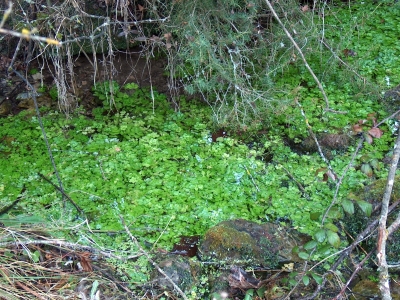 Fuente del Navar - imagen 2