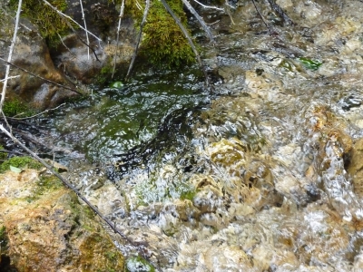 La Olla - imagen 1