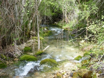 La Olla - imagen 5