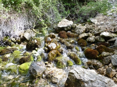 La Olla - imagen 6