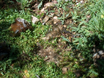 Fuente del Pajarillo - imagen 2