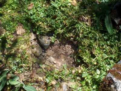 Fuente del Pajarillo - imagen 4