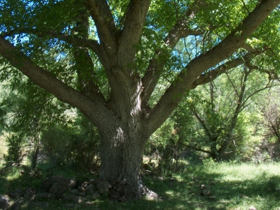 Fuente del Pajarillo - imagen 5