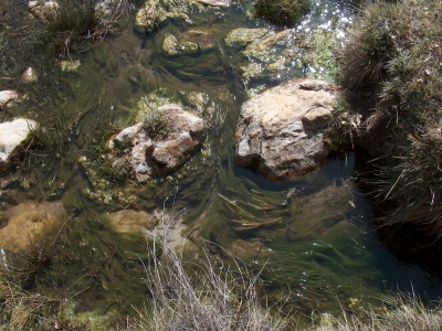 Fuente de Prado Masegar - imagen 4