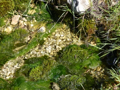Manantiales de los Prados de la Sierra del Agua - imagen 3