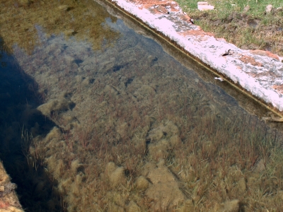 Fuente del Rodeo - imagen 4
