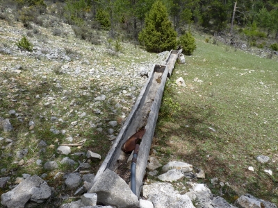 Fuente del Tío Primo II - imagen 3
