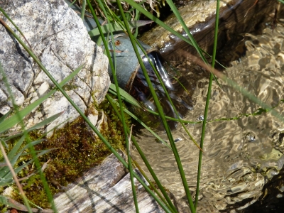 Fuente de Valdelatas - imagen 6