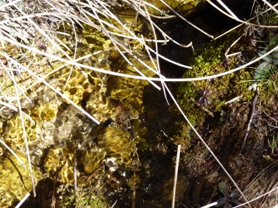 Fuente del Royo del Encuarte - imagen 3