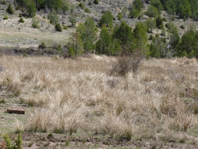 Fuente de los Avelinos - imagen 1
