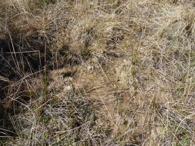 Fuente de los Avelinos - imagen 2