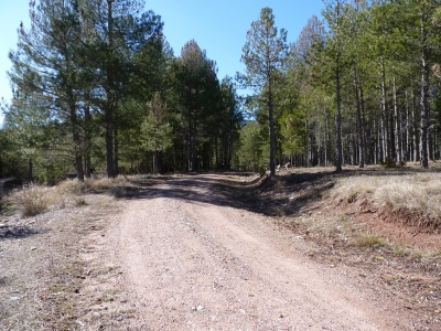 Fuente de la Cañá Ancha - imagen 4