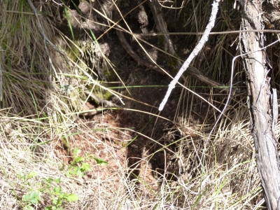 La Tobilla - imagen 2