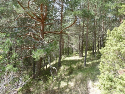 La Tobilla - imagen 4