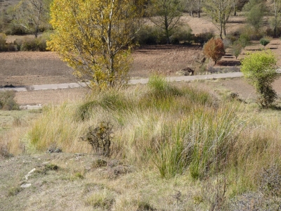 Los Villarejuelos - imagen 2